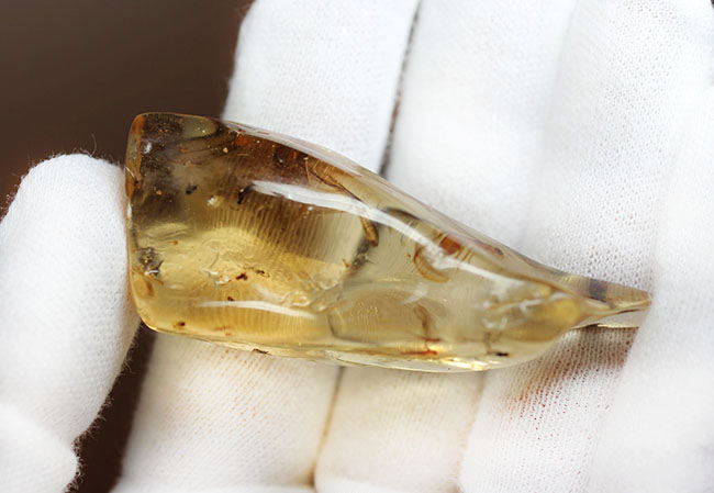 大きな羽虫を2匹内包した、マダガスカル産コーパル(Copal)(その5)