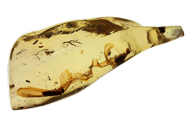 大きな羽虫を2匹内包した、マダガスカル産コーパル（Copal