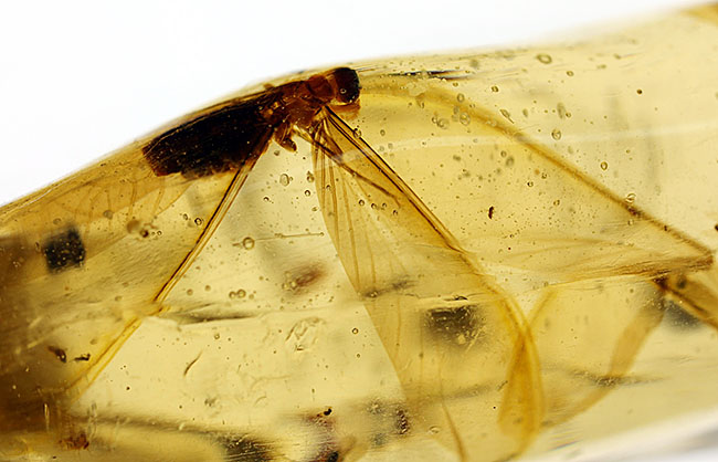 大きな羽虫を2匹内包した、マダガスカル産コーパル(Copal)(その9)
