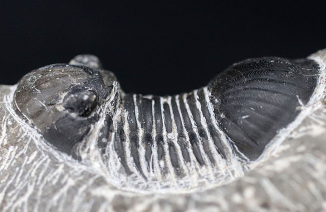 扇子のように広がった尾板を持つモロッコ産の三葉虫、パラレジュルス（Paralejurus）の化石（その1）