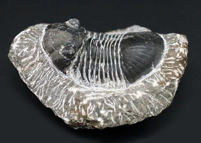 扇子のように広がった尾板を持つモロッコ産の三葉虫、パラレジュルス（Paralejurus）の化石（その3）