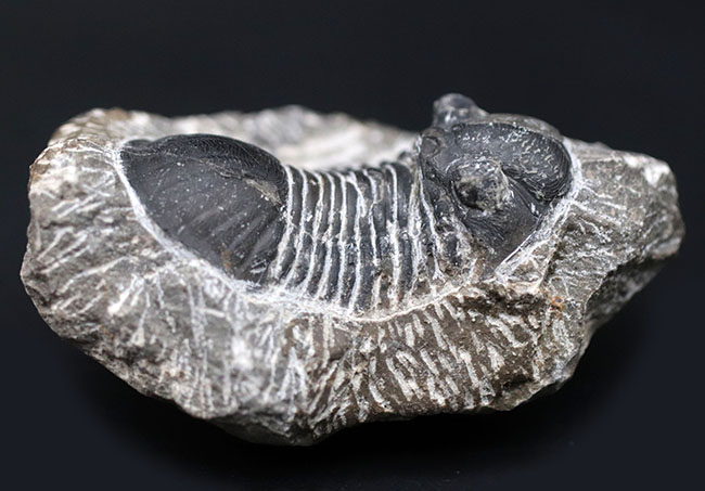 扇子のように広がった尾板を持つモロッコ産の三葉虫、パラレジュルス（Paralejurus）の化石（その4）