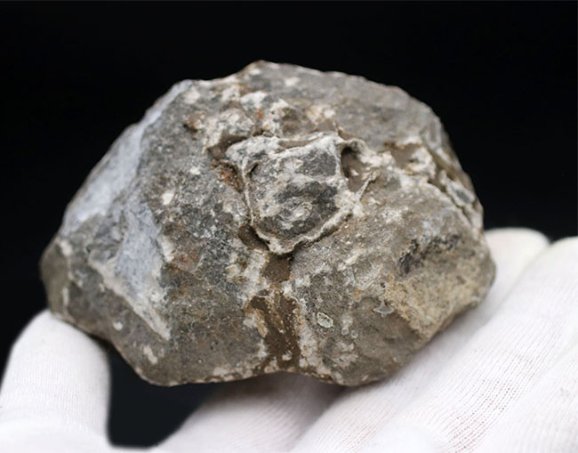 扇子のように広がった尾板を持つモロッコ産の三葉虫