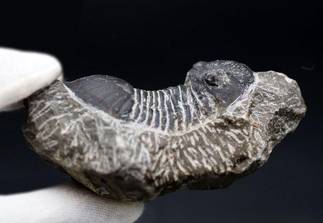 扇子のように広がった尾板を持つモロッコ産の三葉虫、パラレジュルス