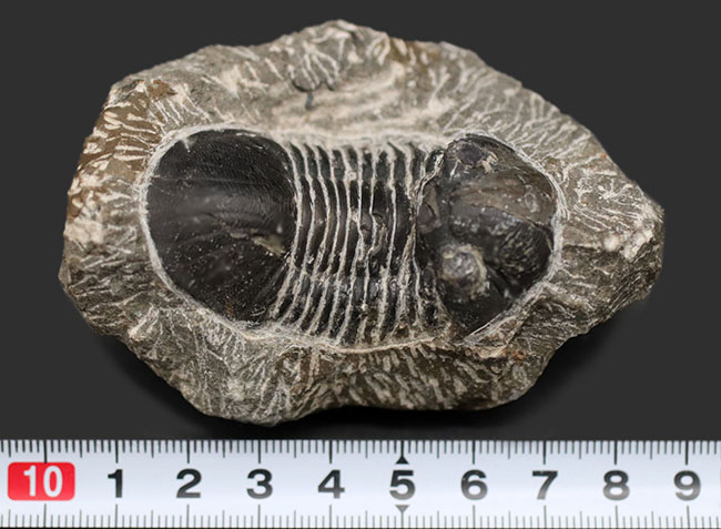 扇子のように広がった尾板を持つモロッコ産の三葉虫、パラレジュルス（Paralejurus）の化石（その7）