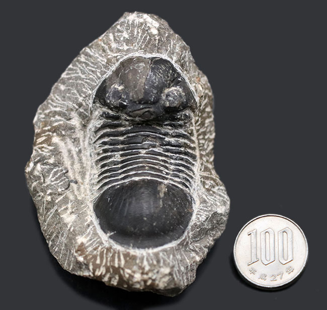 扇子のように広がった尾板を持つモロッコ産の三葉虫、パラレジュルス(Paralejurus)の化石(その8)