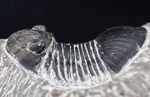 扇子のように広がった尾板を持つモロッコ産の三葉虫、パラレジュルス（Paralejurus）の化石
