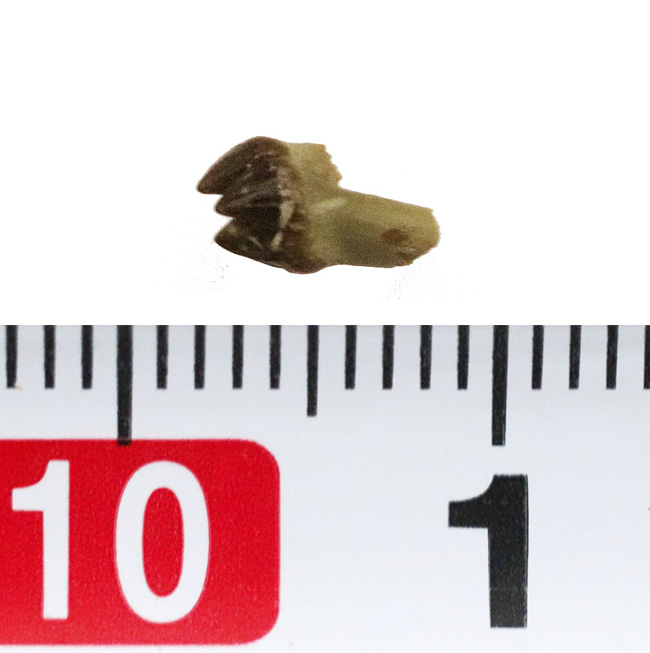 初登場のレア標本、ルーペ必須!恐竜が大地を闊歩する中、ひっそりと生活を営んでいた絶滅哺乳類、ドコドン(Docodon)の歯化石(その4)