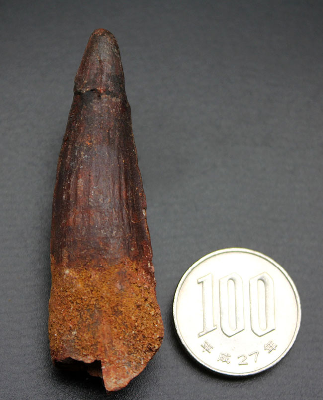プレゼントにいかが？カーブ計測６２ミリ、典型的なスピノサウルス（Spinosaurus）の歯化石（その5）