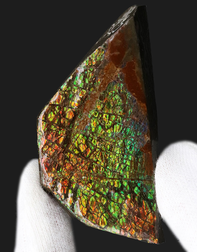 人気のドラゴンスキン！ほぼフルスペクトルの可視光を堪能できる、上質のアンモライト（Ammolite）のピース（その1）