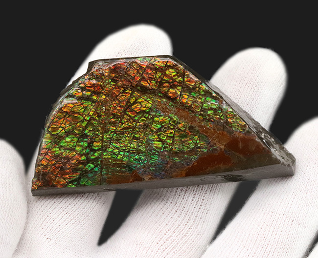 人気のドラゴンスキン！ほぼフルスペクトルの可視光を堪能できる、上質のアンモライト（Ammolite）のピース（その3）