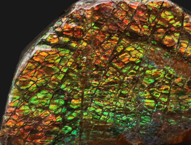 人気のドラゴンスキン!ほぼフルスペクトルの可視光を堪能できる、上質のアンモライト(Ammolite)のピース(その4)