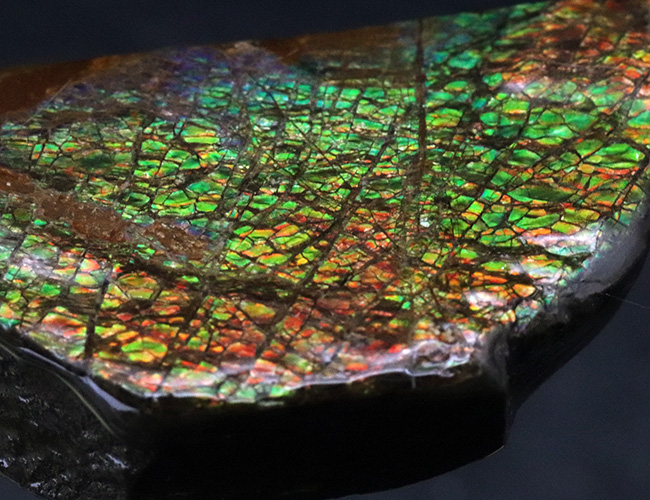 人気のドラゴンスキン！ほぼフルスペクトルの可視光を堪能できる、上質のアンモライト（Ammolite）のピース（その5）