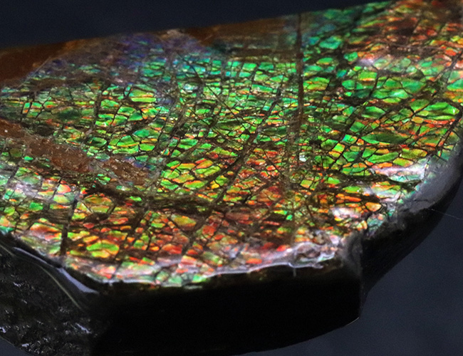 人気のドラゴンスキン!ほぼフルスペクトルの可視光を堪能できる、上質のアンモライト(Ammolite)のピース(その5)