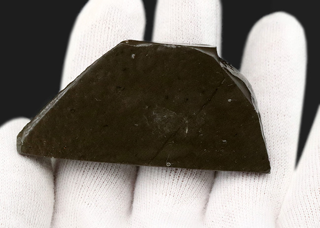 人気のドラゴンスキン!ほぼフルスペクトルの可視光を堪能できる、上質のアンモライト(Ammolite)のピース(その6)