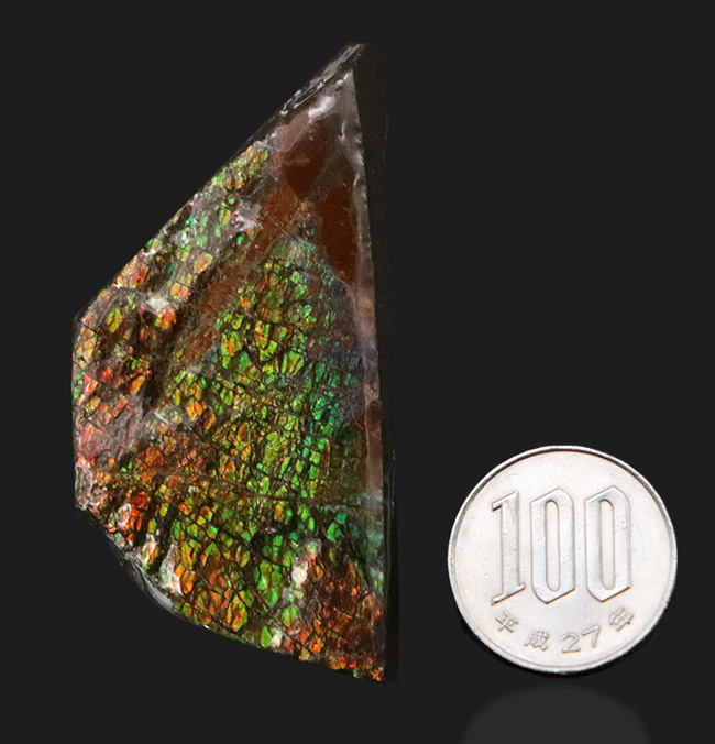 人気のドラゴンスキン!ほぼフルスペクトルの可視光を堪能できる、上質のアンモライト(Ammolite)のピース(その7)