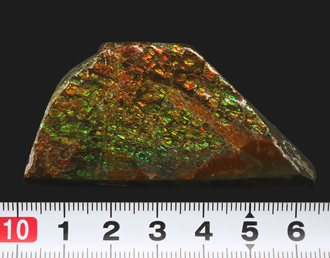 人気のドラゴンスキン！ほぼフルスペクトルの可視光を堪能できる、上質のアンモライト（Ammolite）のピース（その8）