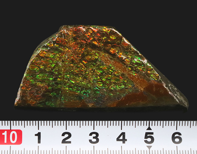 人気のドラゴンスキン!ほぼフルスペクトルの可視光を堪能できる、上質のアンモライト(Ammolite)のピース(その8)