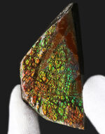 人気のドラゴンスキン！ほぼフルスペクトルの可視光を堪能できる、上質のアンモライト（Ammolite）のピース