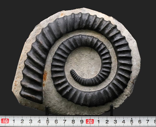 アンモナイト　遺品整理 thumbnail2.webp