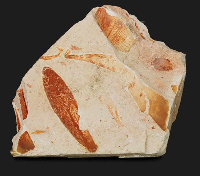 大陸移動説の証拠の一つ、かつてゴンドワナ大陸で繁栄していたグロッソプテリス（Glossopteris brawnia）の群集化石（その1）