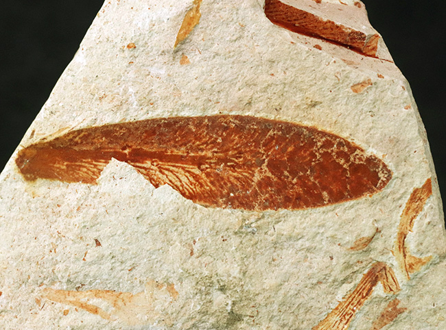 大陸移動説の証拠の一つ、かつてゴンドワナ大陸で繁栄していたグロッソプテリス（Glossopteris brawnia）の群集化石（その4）