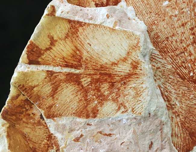 大陸移動説の証拠の一つ、かつてゴンドワナ大陸で繁栄していたグロッソプテリス（Glossopteris brawnia）の群集化石（その5）