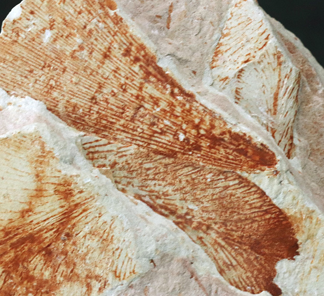 大陸移動説の証拠の一つ、かつてゴンドワナ大陸で繁栄していたグロッソプテリス（Glossopteris brawnia）の群集化石（その6）