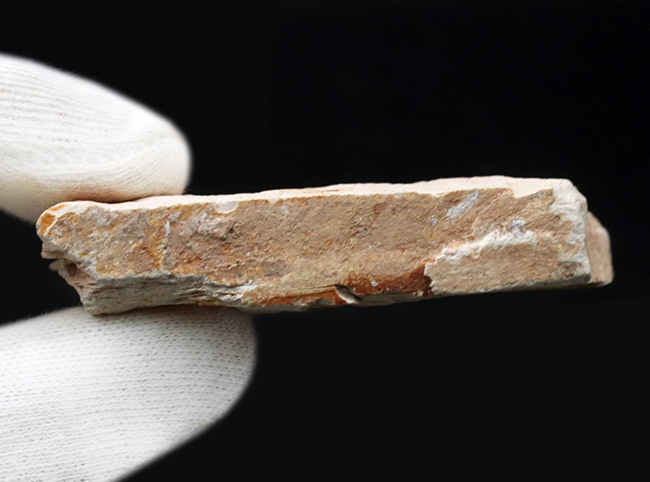 大陸移動説の証拠の一つ、かつてゴンドワナ大陸で繁栄していたグロッソプテリス（Glossopteris brawnia）の群集化石（その7）