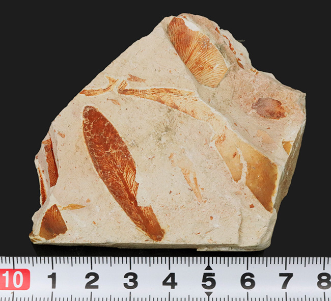 大陸移動説の証拠の一つ、かつてゴンドワナ大陸で繁栄していたグロッソプテリス（Glossopteris brawnia）の群集化石（その8）