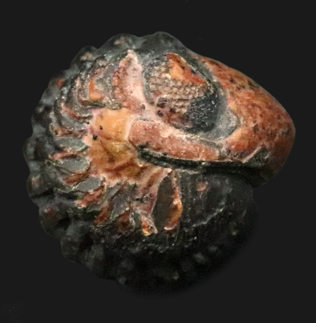 ザ・パックマン！モロッコ産のデボン紀の三葉虫、ファコプス（Phacops）のエンロール（防御）体勢を取った化石（その1）