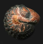ザ・パックマン！モロッコ産のデボン紀の三葉虫、ファコプス（Phacops）のエンロール（防御）体勢を取った化石