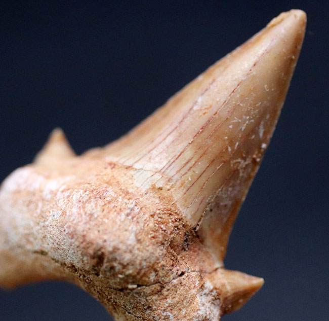 メガロドンの先祖として知られる絶滅古代鮫、オトダス・オブリークスの歯化石（その1）