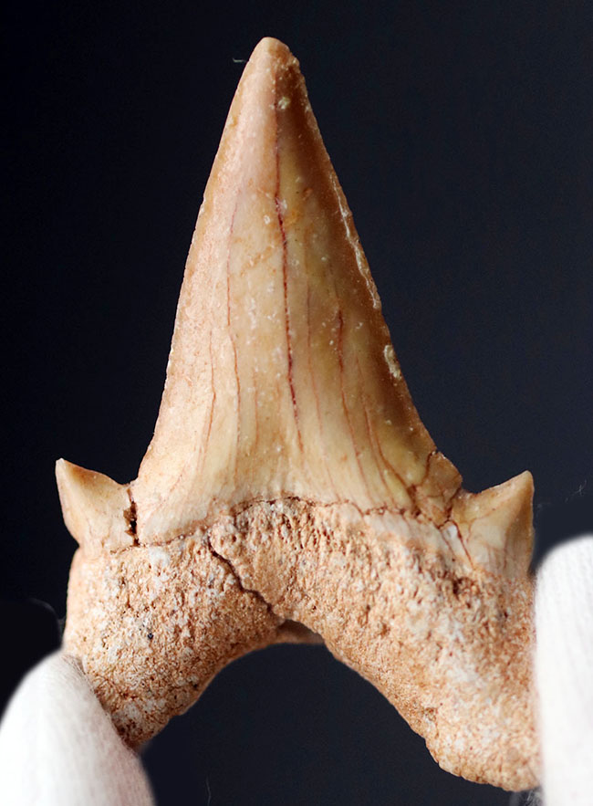 メガロドンの先祖として知られる絶滅古代鮫、オトダス・オブリークスの歯化石（その2）