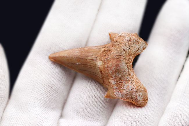 メガロドンの先祖として知られる絶滅古代鮫、オトダス・オブリークスの歯化石（その3）