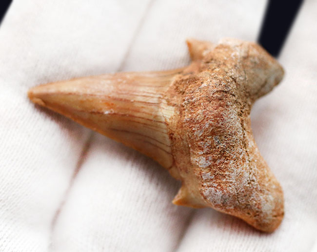 メガロドンの先祖として知られる絶滅古代鮫、オトダス・オブリークスの歯化石（その4）