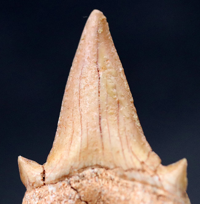 メガロドンの先祖として知られる絶滅古代鮫、オトダス・オブリークスの歯化石（その5）