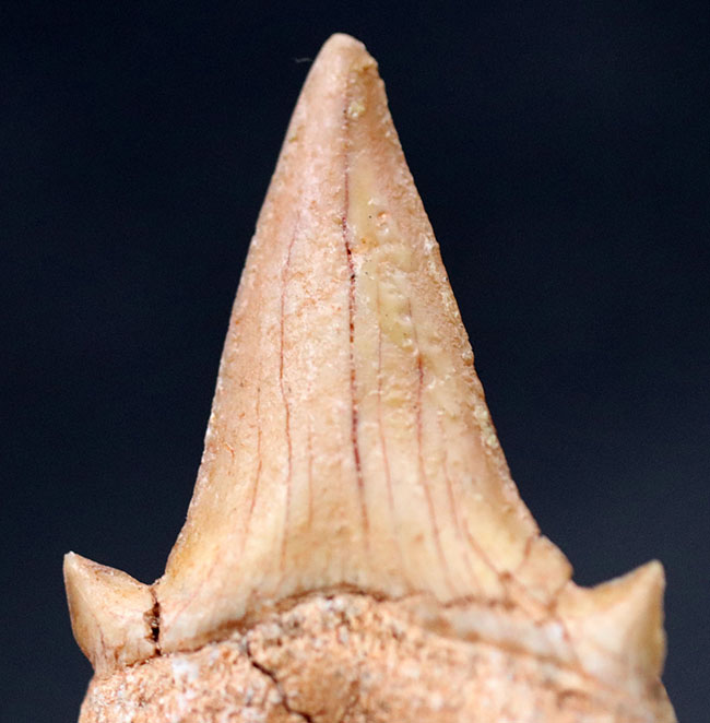 メガロドンの先祖として知られる絶滅古代鮫、オトダス・オブリークスの歯化石(その5)