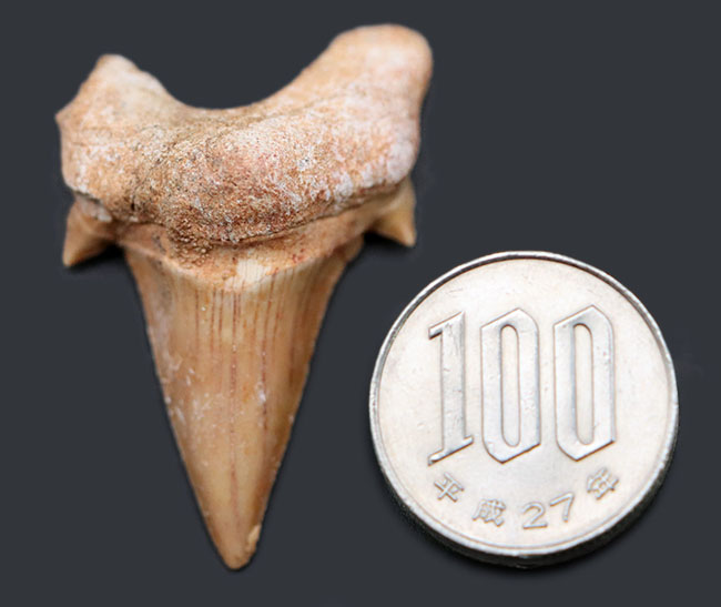 メガロドンの先祖として知られる絶滅古代鮫、オトダス・オブリークスの歯化石(その6)