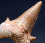 メガロドンの先祖として知られる絶滅古代鮫、オトダス・オブリークスの歯化石
