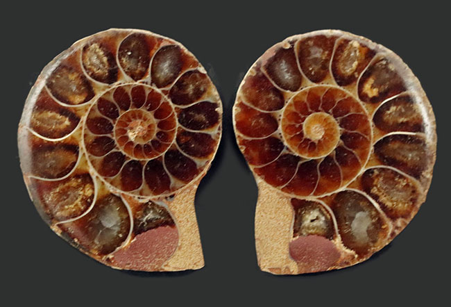 深海でも耐えられた強い殻を持つ、アンモナイト、デスモセラス（Desmoceras）アンモナイトのカット＆ポリッシュ標本（その1）