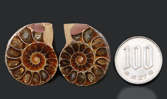 深海でも耐えられた強い殻を持つ、アンモナイト、デスモセラス（Desmoceras）アンモナイトのカット＆ポリッシュ標本（その10）