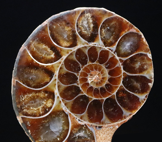 深海でも耐えられた強い殻を持つ、アンモナイト、デスモセラス（Desmoceras）アンモナイトのカット＆ポリッシュ標本（その5）