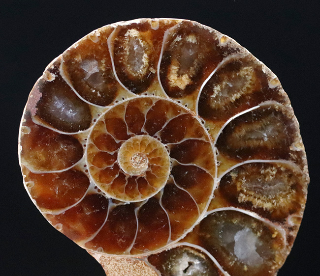 深海でも耐えられた強い殻を持つ、アンモナイト、デスモセラス（Desmoceras）アンモナイトのカット＆ポリッシュ標本（その6）