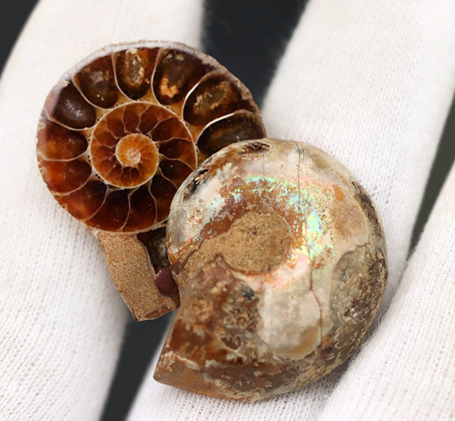 特売 北海道 アンモナイト 殻の保存が良好なメソプゾシア 化石 /恐竜