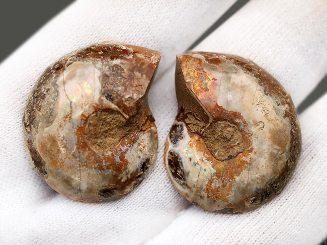 深海でも耐えられた強い殻を持つ、アンモナイト、デスモセラス（Desmoceras）アンモナイトのカット＆ポリッシュ標本（その8）