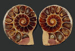 深海でも耐えられた強い殻を持つ、アンモナイト、デスモセラス（Desmoceras）アンモナイトのカット＆ポリッシュ標本