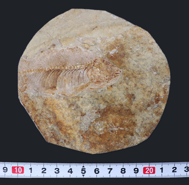 希少性MAX！今や入手ができないオールドコレクション！特徴的な三角形の頭部。極めて珍しい両生類（サンショウウオ）の全身化石。裏面には魚化石も見られます（その10）