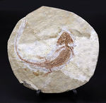 希少性MAX！今や入手ができないオールドコレクション！特徴的な三角形の頭部。極めて珍しい両生類（サンショウウオ）の全身化石。裏面には魚化石も見られます
