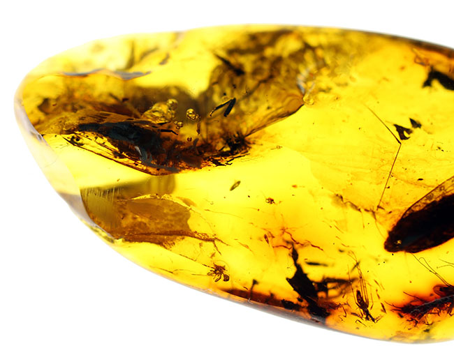 珍しい！バルト海産の琥珀、”セミ”が内包されたアンバー（Amber） 化石